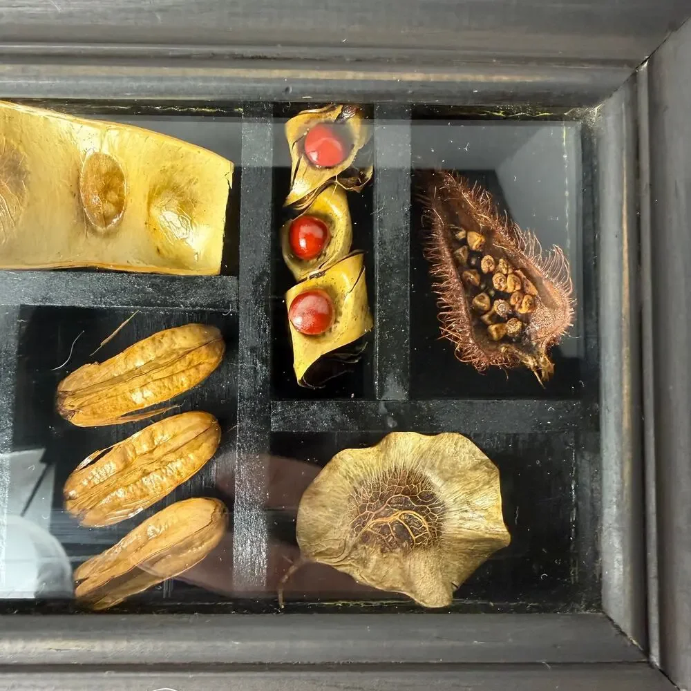 Framed Tropical Seed‎ Specimen Display Carpology Shadow Box Naturalist Caribbean